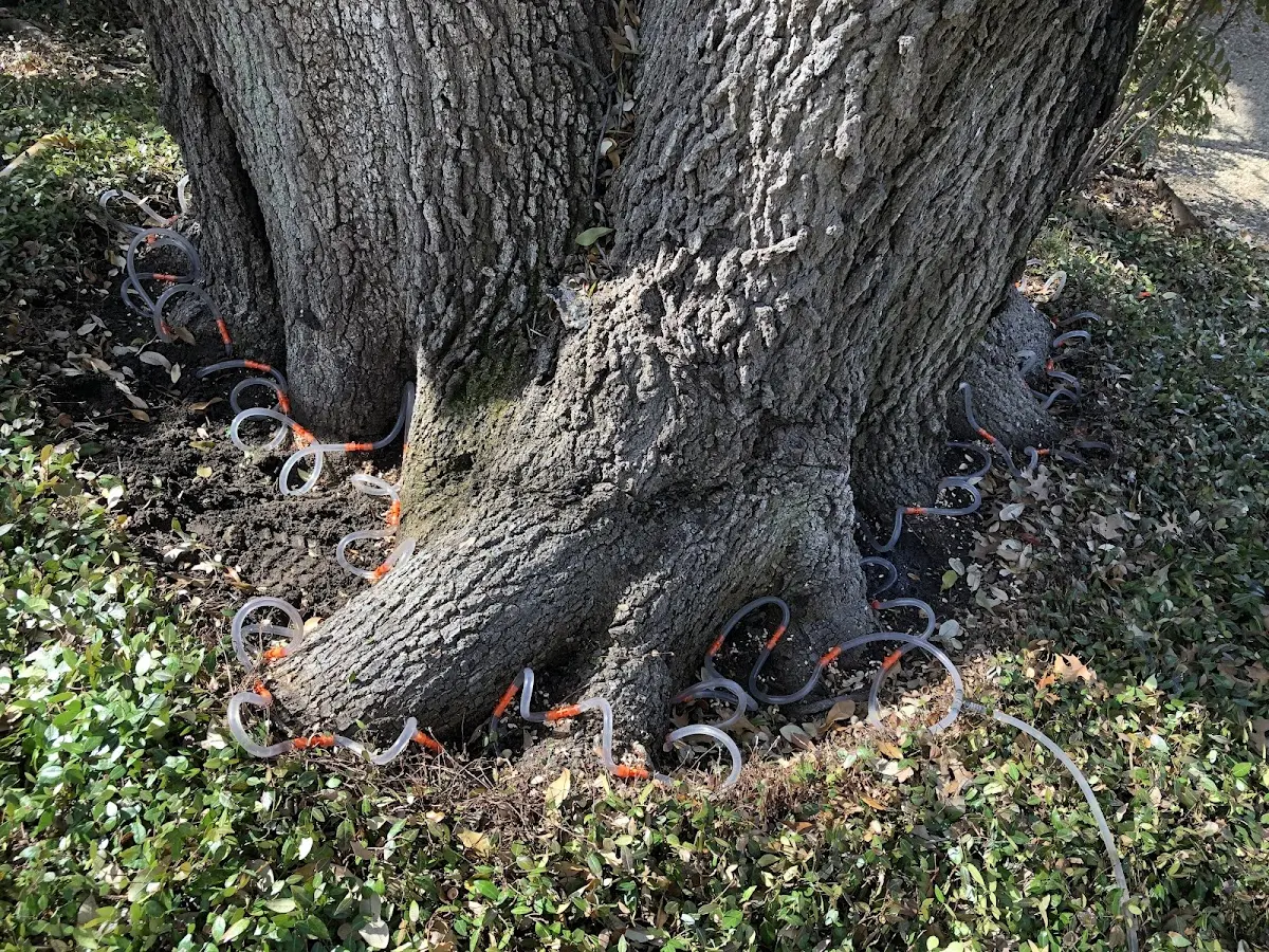 Detailed Tree Cabling and Bracing job site in Carnegie